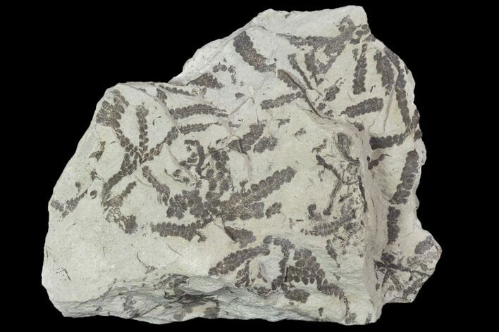 Plate Of Silurian Fossil Algae (Leveillites) - Estonia #102630